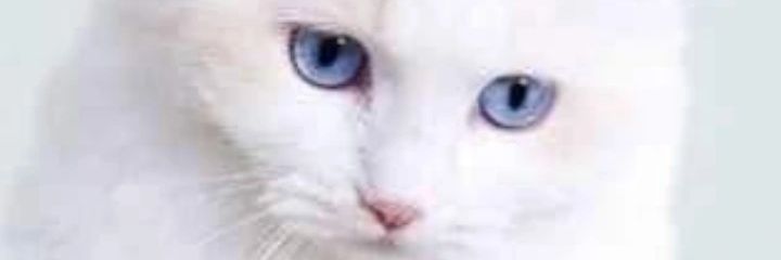 HODUS 🇳🇬 banner