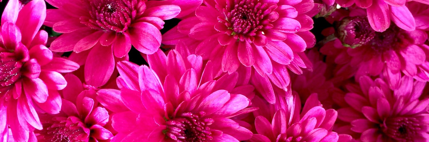 Cindy_Barness's profile banner image