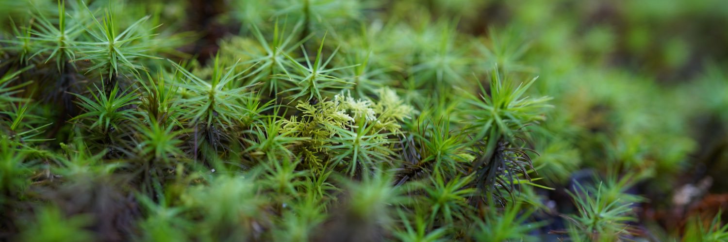 だいごろ | Daigoro banner