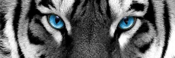 _E_Johnson Profile Banner