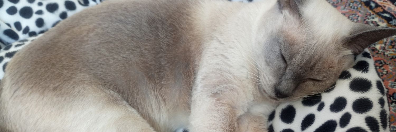 oz_lem_aydn's profile banner image