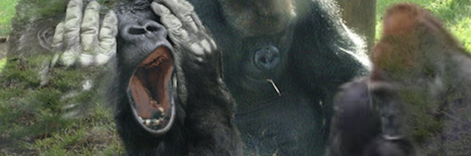 N0vasorg's profile banner image