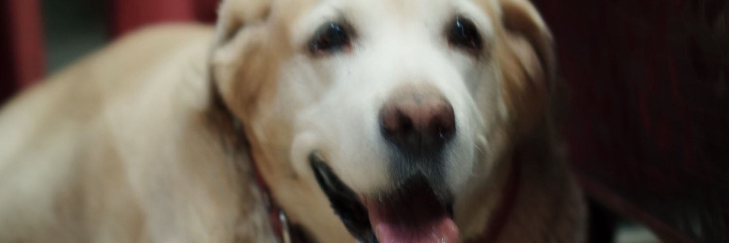 theperezmathew's profile banner image