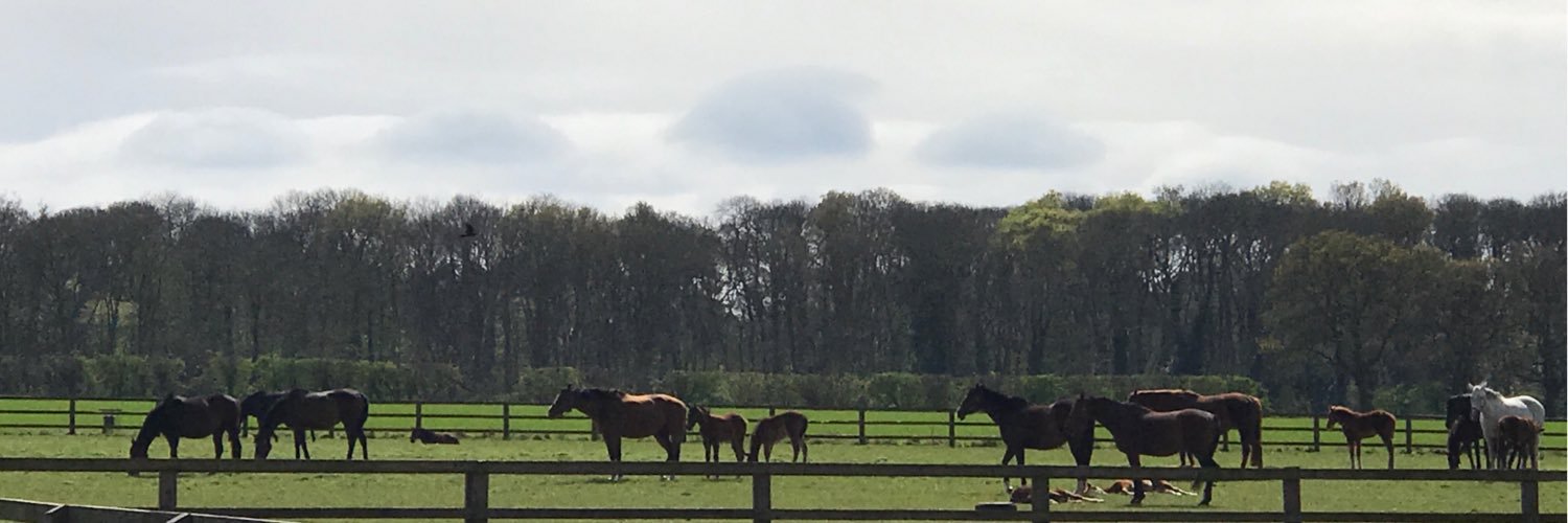 Hilboroughstud's profile banner image