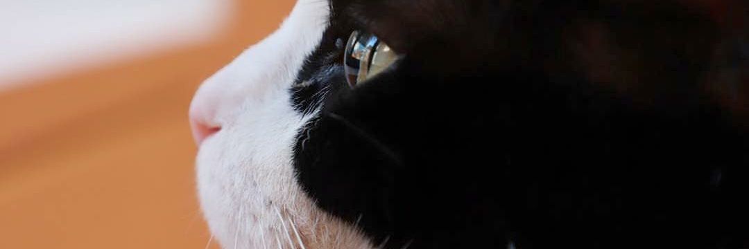 Uma banner