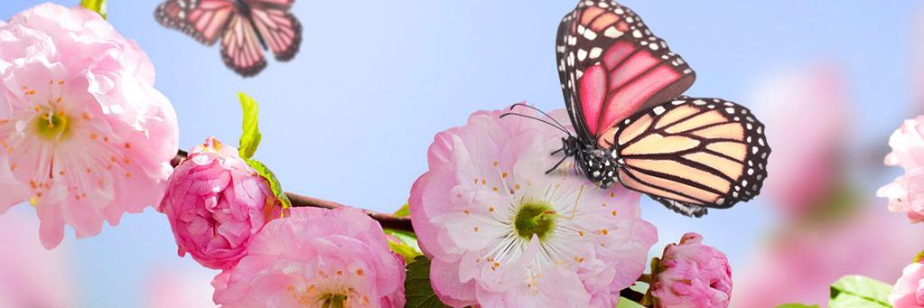 Najwanنجوان 🇸🇦 banner