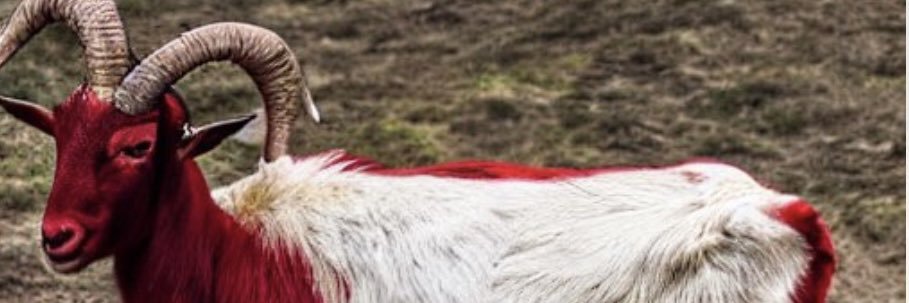 RFakaBrolyShow's profile banner image