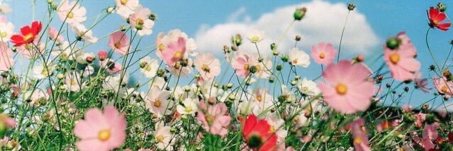 abby_rose101's profile banner image
