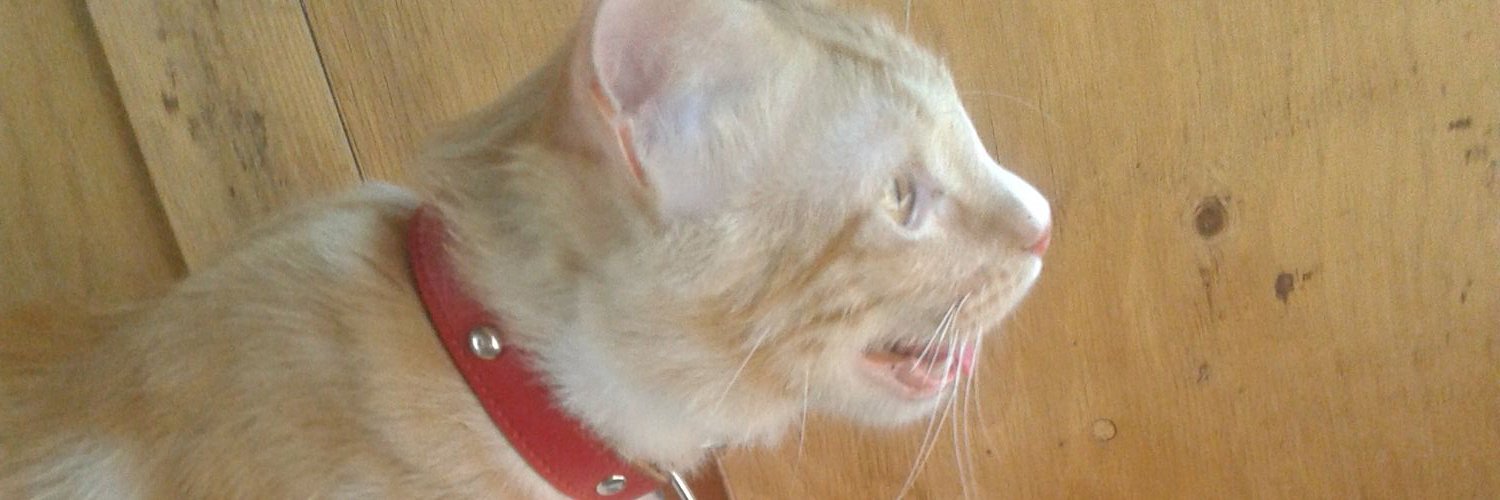Mitchukia's profile banner image