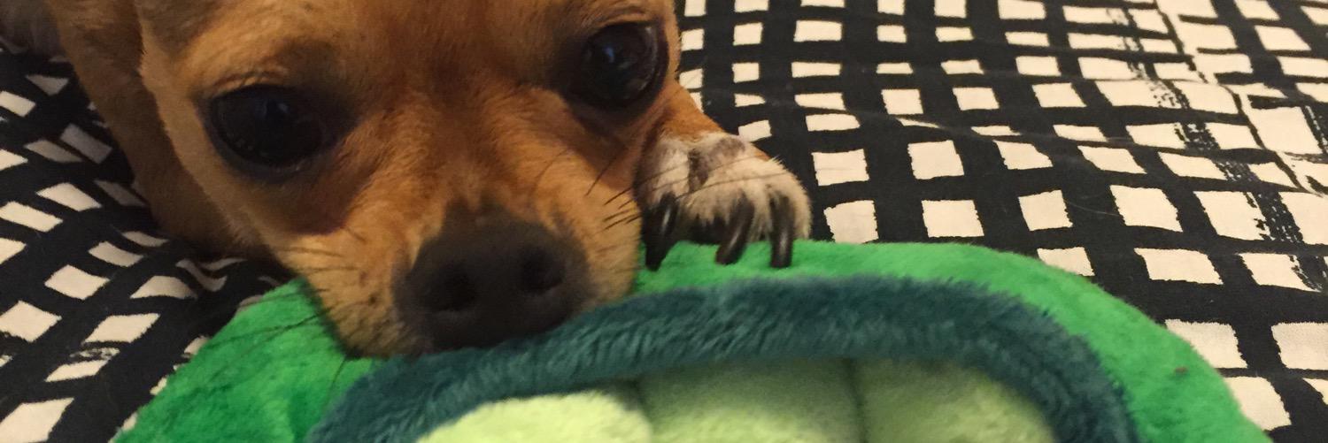 FreenieTheDog's profile banner image