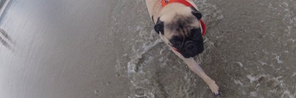 eusoujackpug's profile banner image