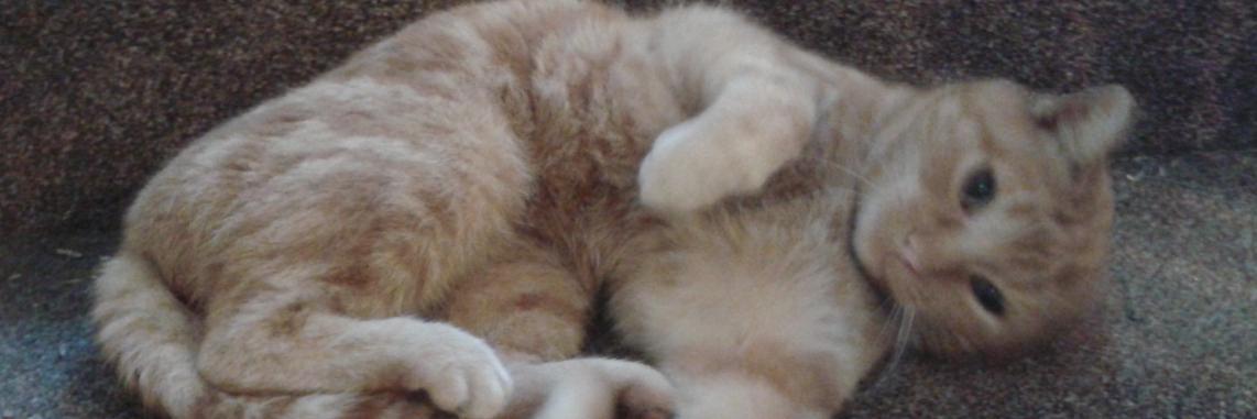 Lynn Sutcliffe 💙 banner