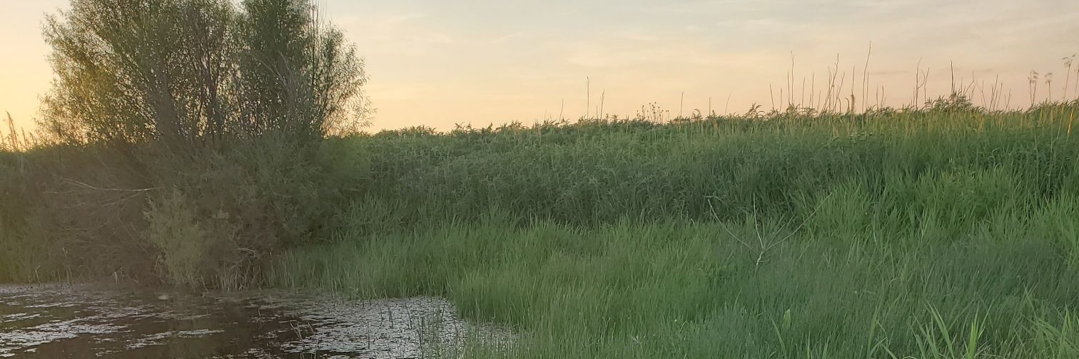 SomeKansasGirl's profile banner image