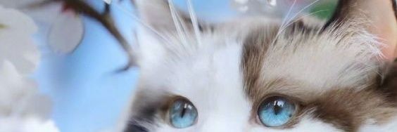 Jill_white01's profile banner image