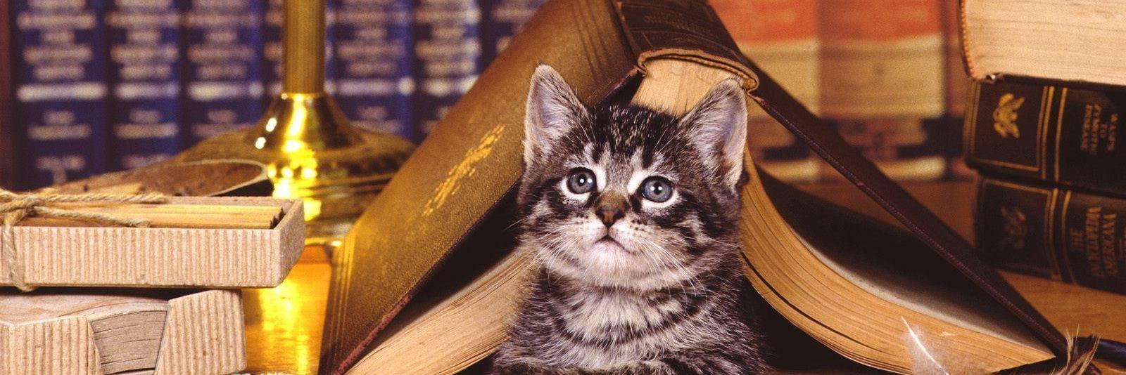 Alicia Mattio banner