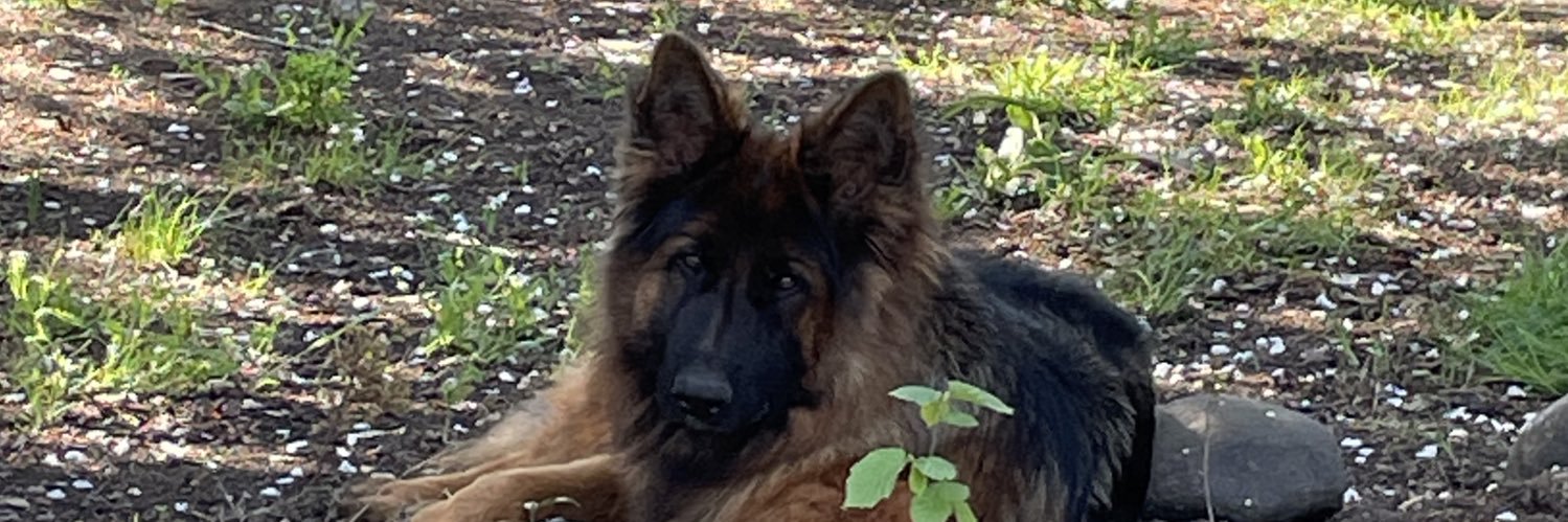 jesusalper's profile banner image