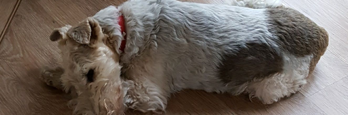 nuggetsmum's profile banner image