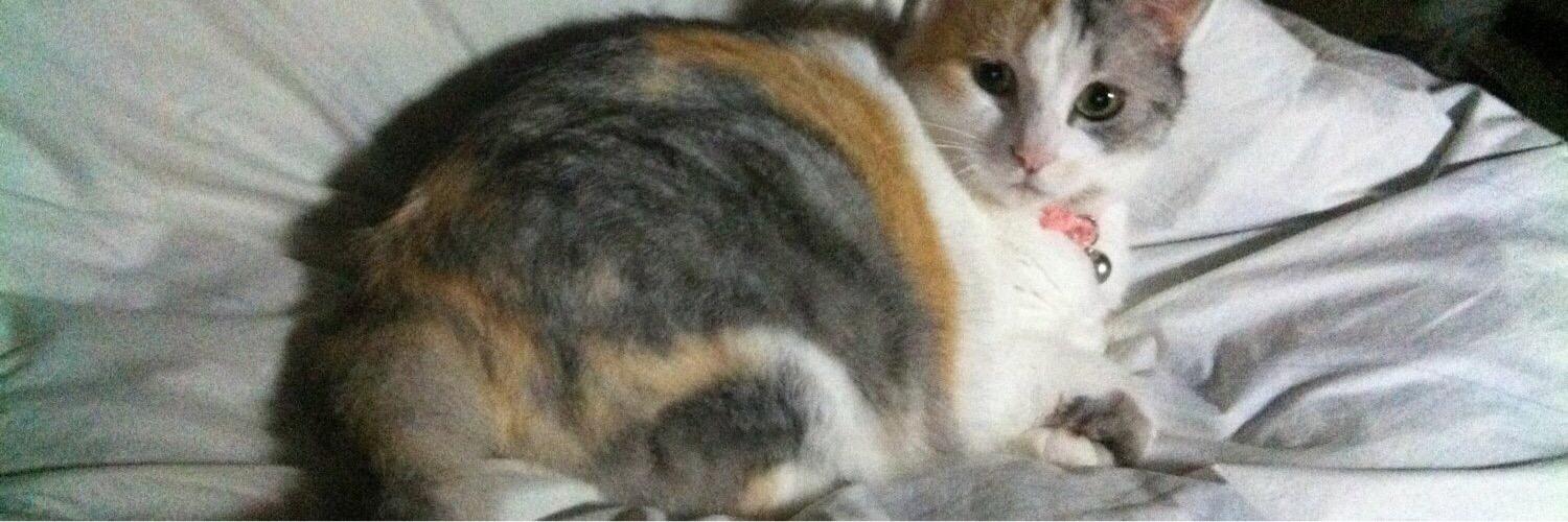 neko_sama_22's profile banner image