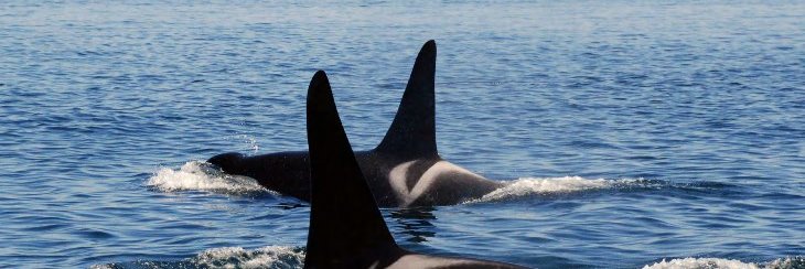 SIMRES's profile banner image