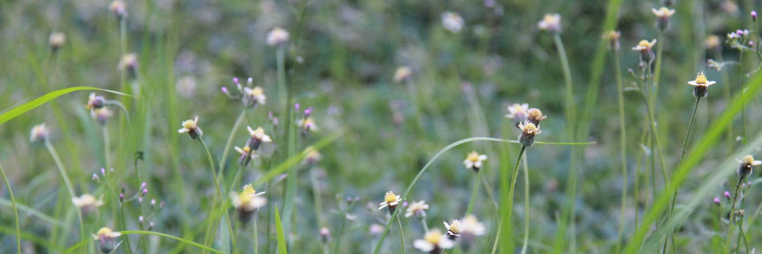 Gisca Nurannisa banner