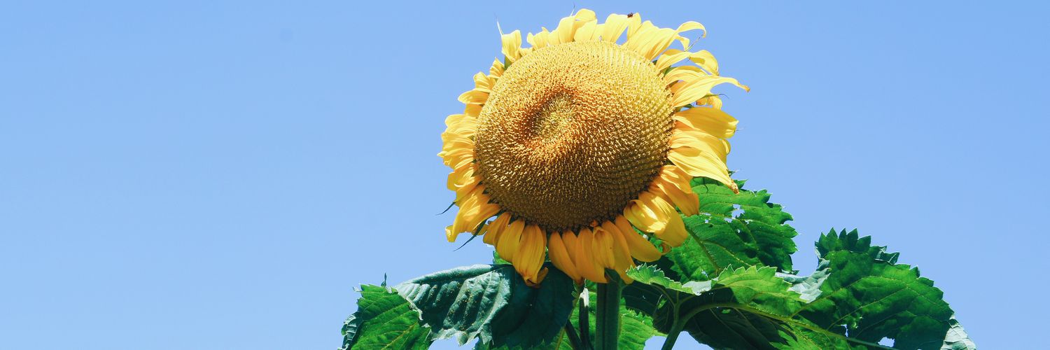 chasslei's profile banner image