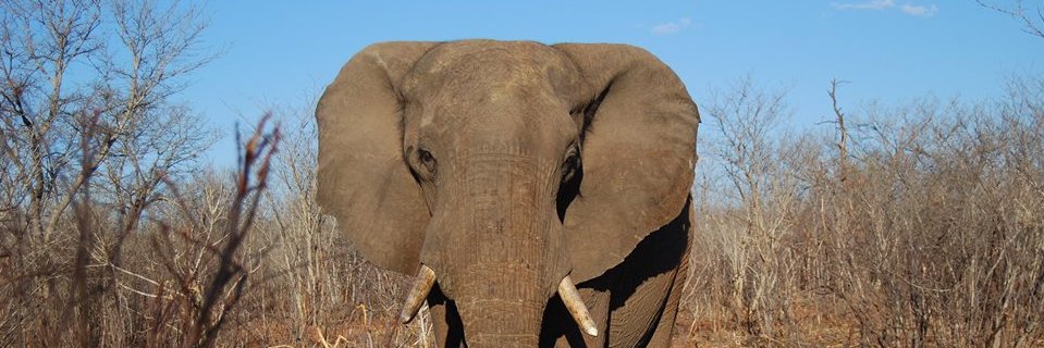 GGConservation's profile banner image