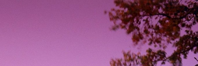 leones_romy's profile banner image