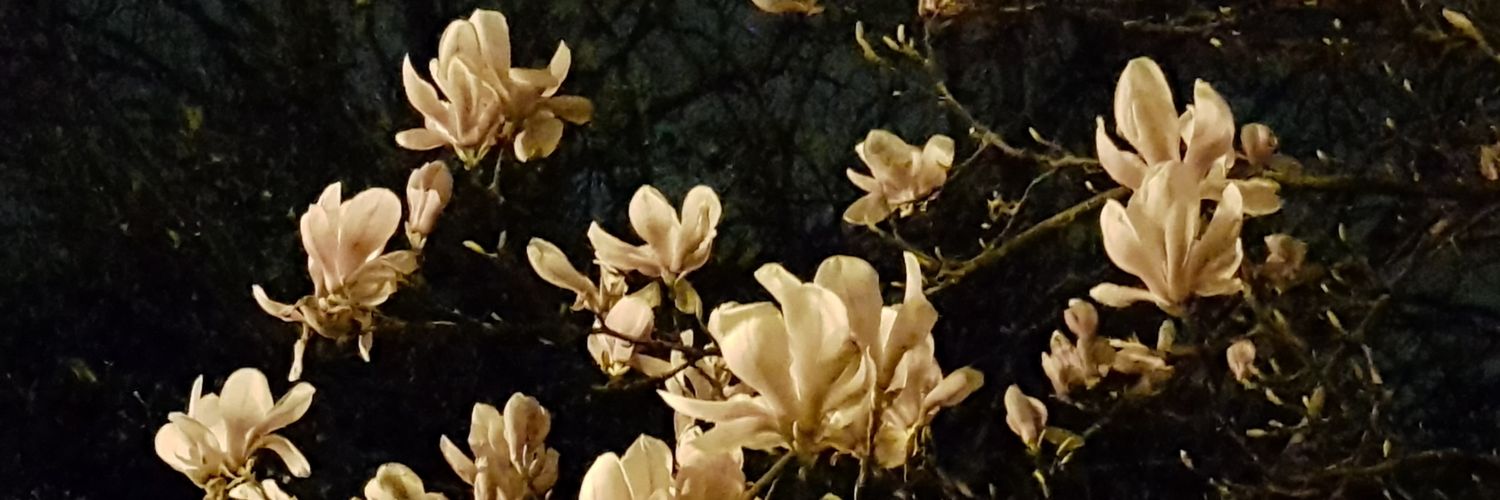 Annette Bellyou banner