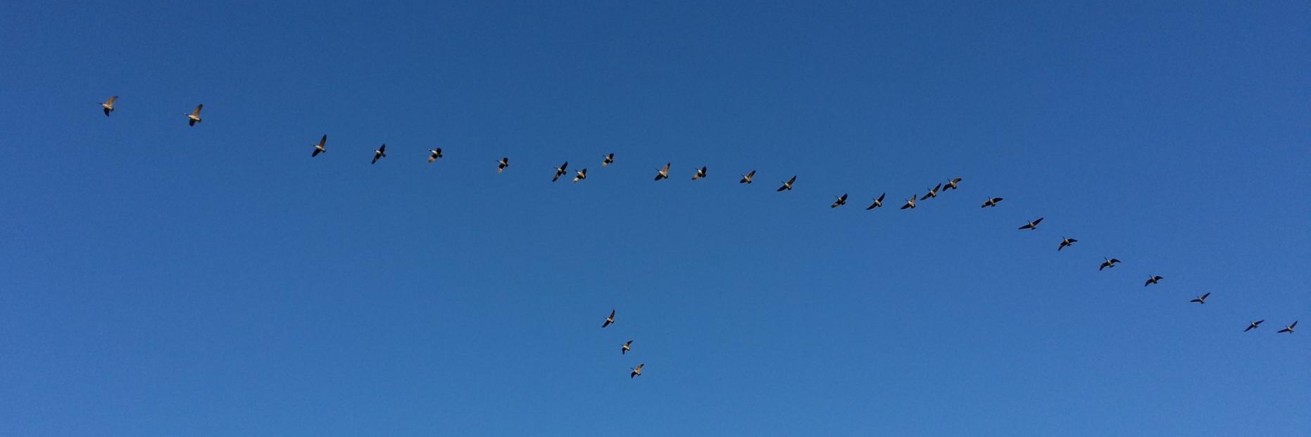 Civic Birdbot banner