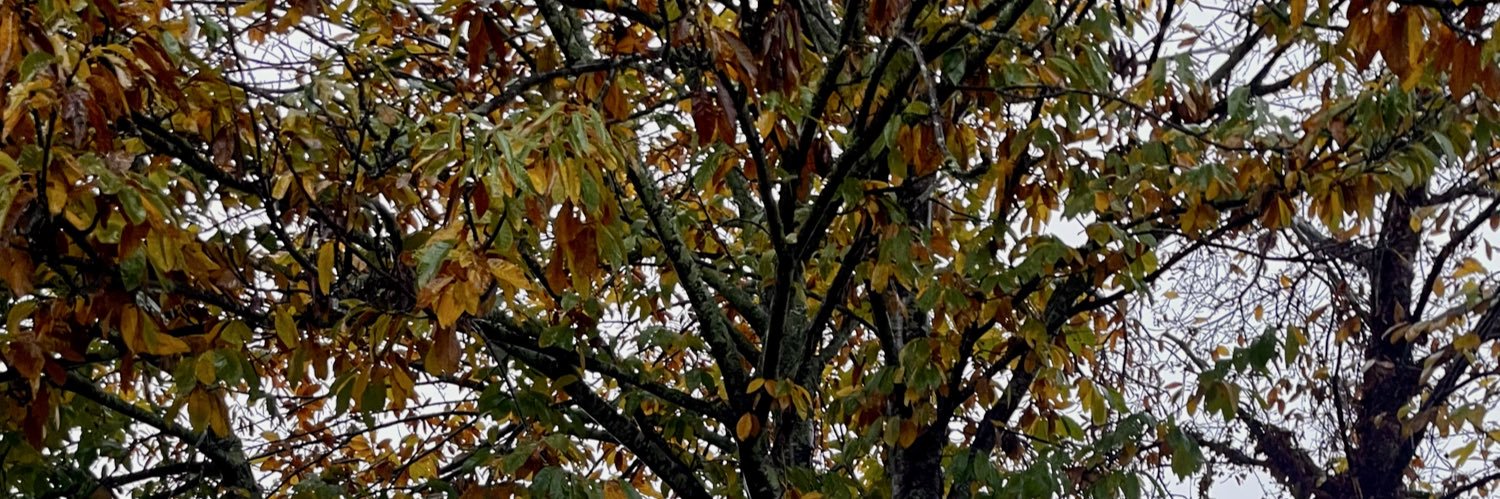 b_lages's profile banner image