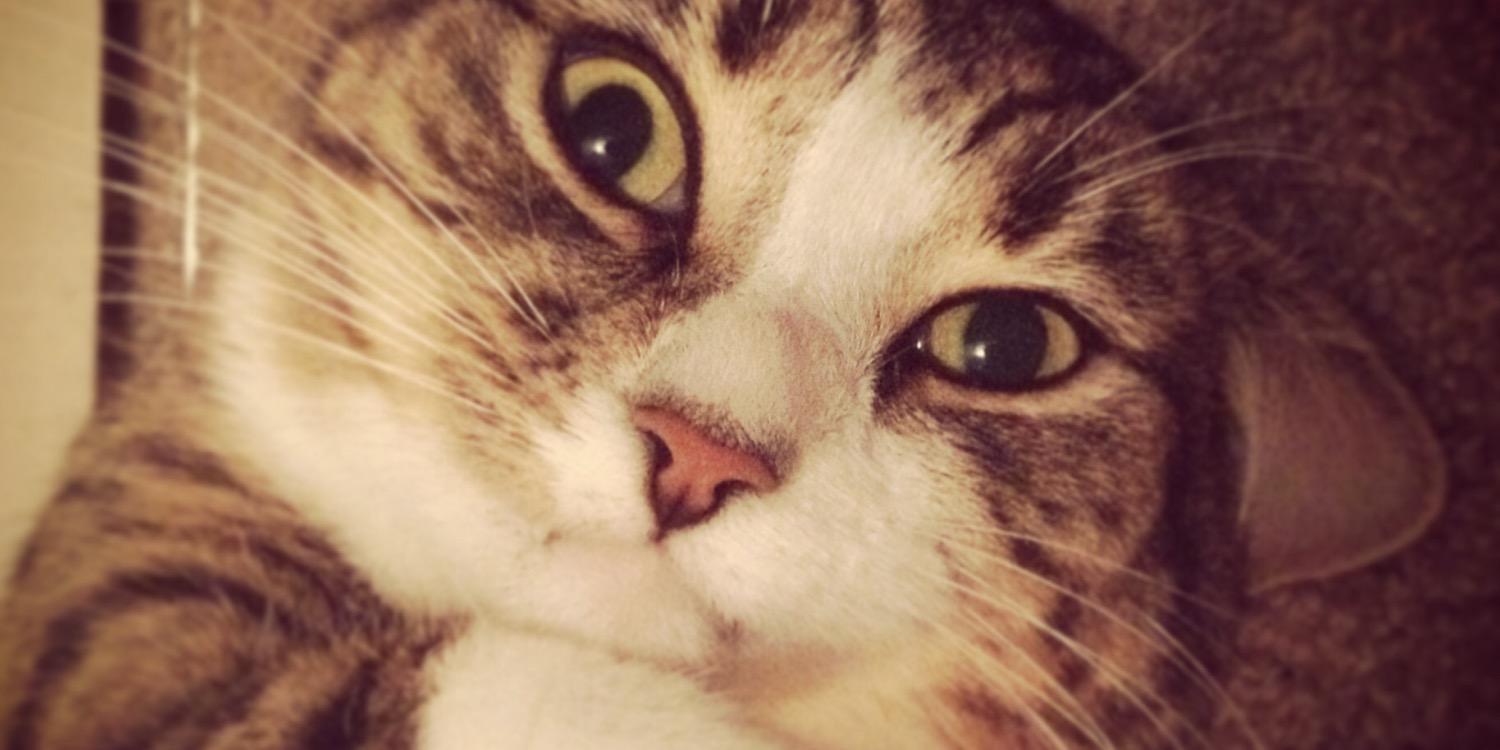 stopforcats's profile banner image