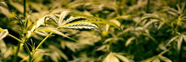 420Success's profile banner image