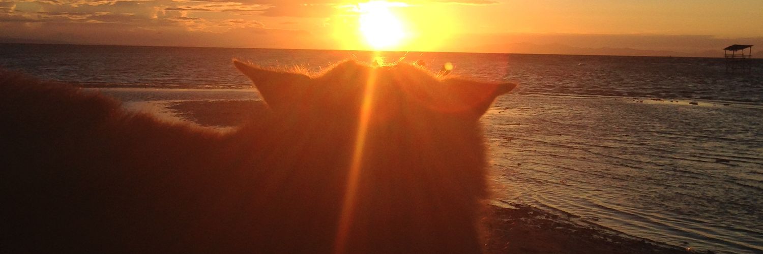 spletero's profile banner image