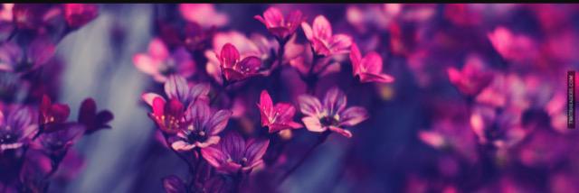 _JustNeshiaa's profile banner image