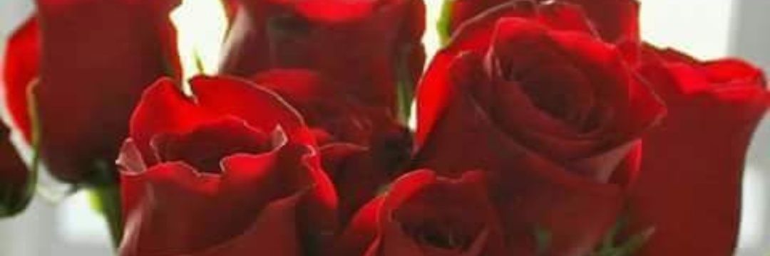 ❤ Netas México 😎 banner