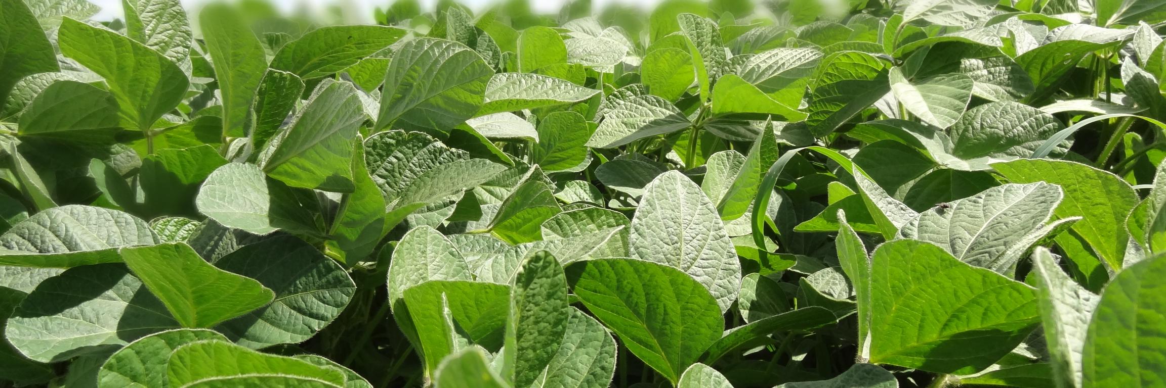 Legume Laboratory banner