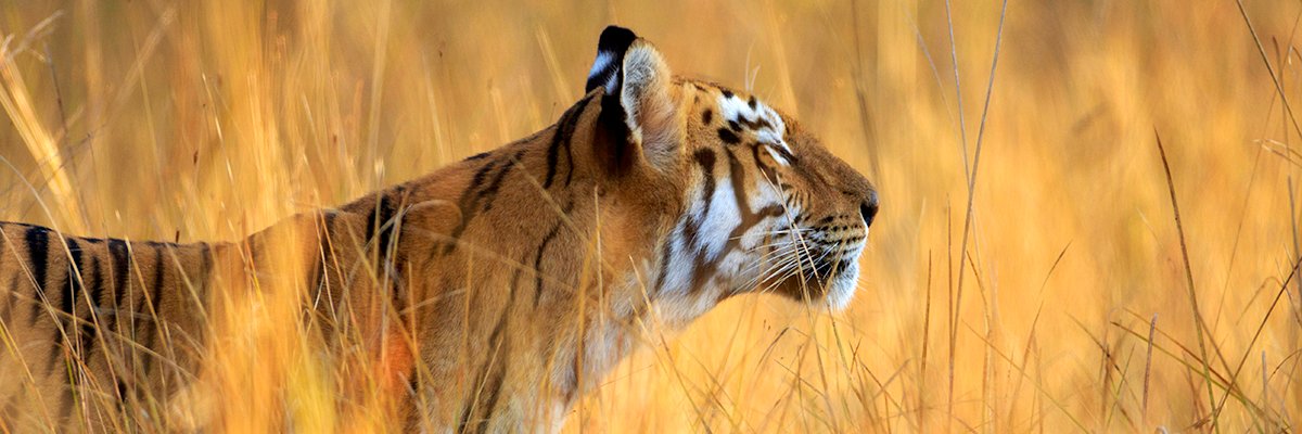 Nallas_Ark's profile banner image