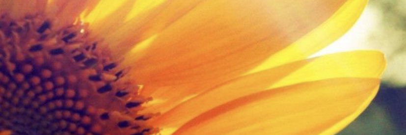 nancy_faust's profile banner image