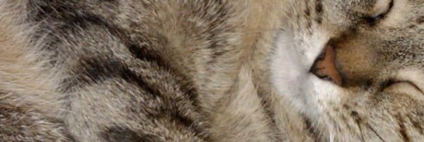 ciaoeden's profile banner image