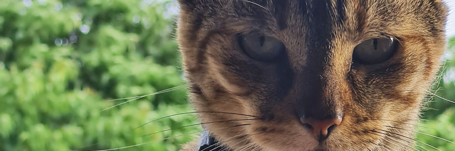thomasmurua's profile banner image
