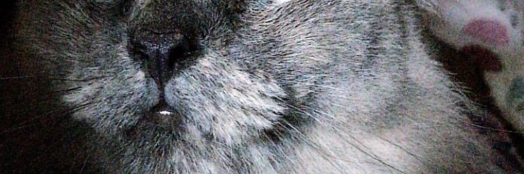 sfysss's profile banner image