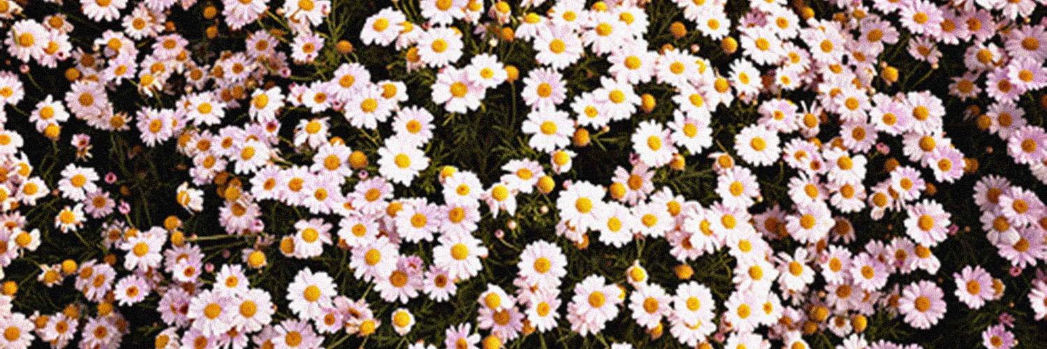 RaeGrinn's profile banner image