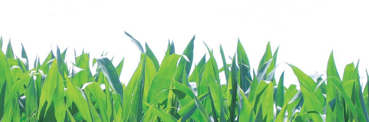 SproutAd's profile banner image