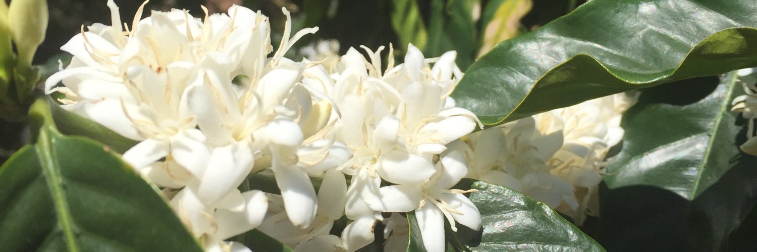 BroadcastCoffee's profile banner image
