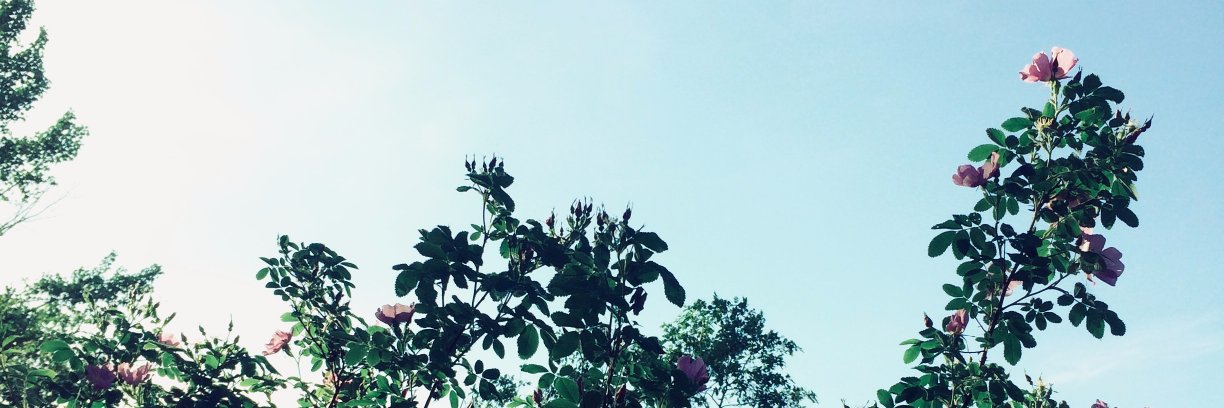 emilyhoven's profile banner image