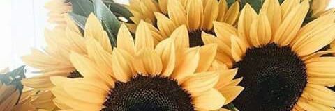 _deholiveira's profile banner image