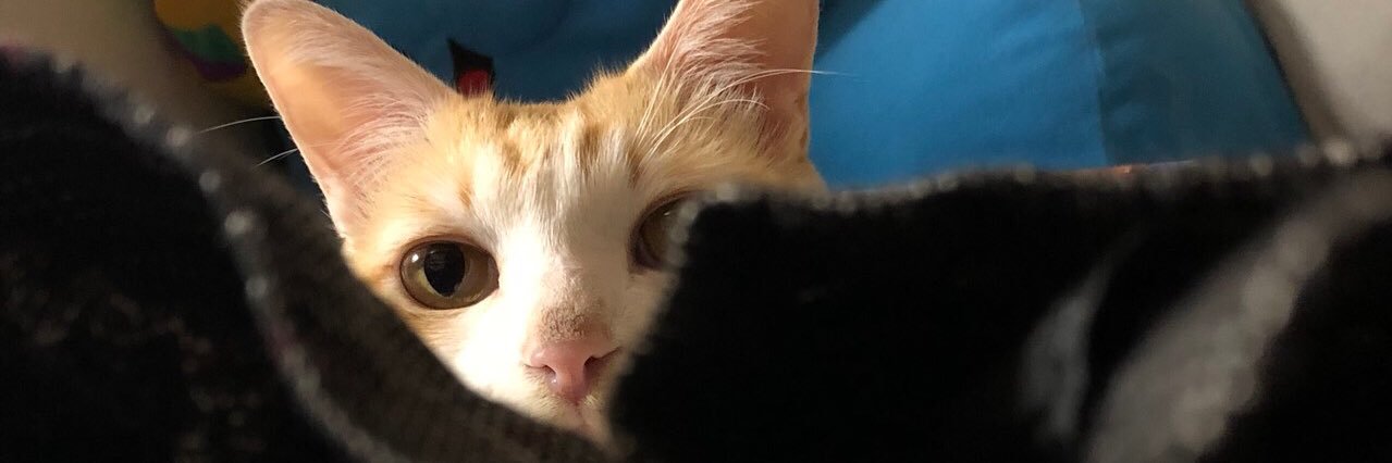 ごまねこ日和 banner