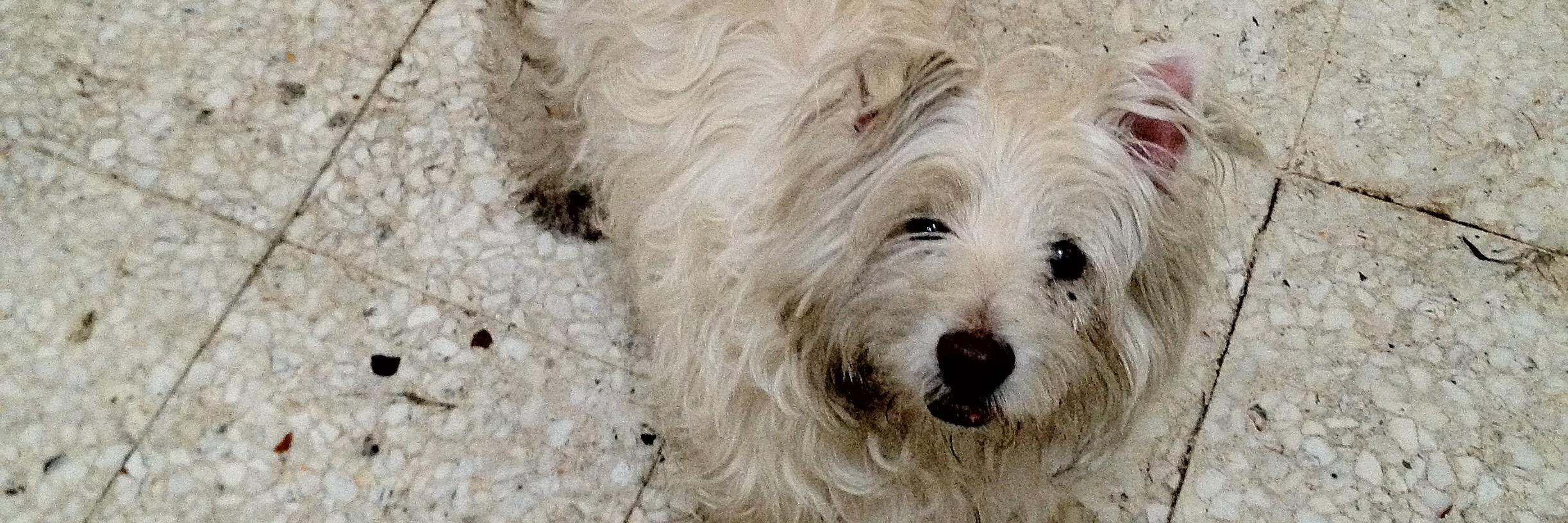 Guillermo Chavez banner