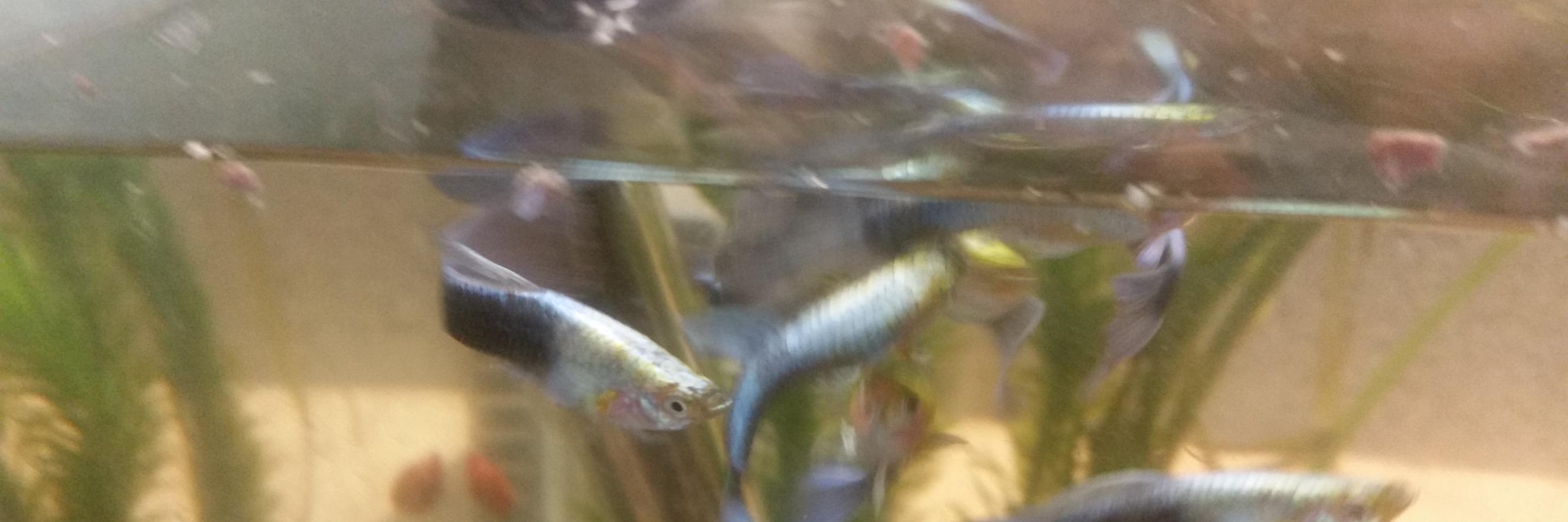 petfishfromfry's profile banner image
