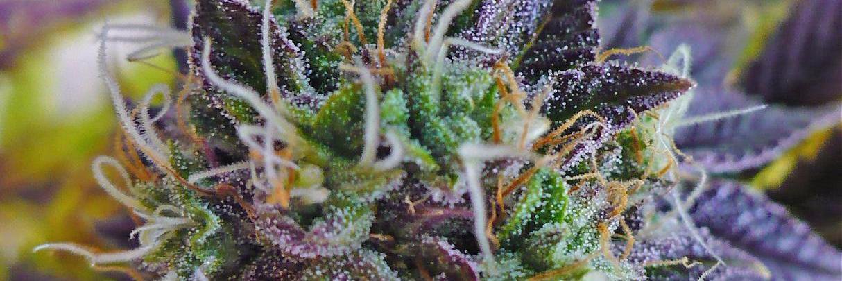 strainsofkush's profile banner image